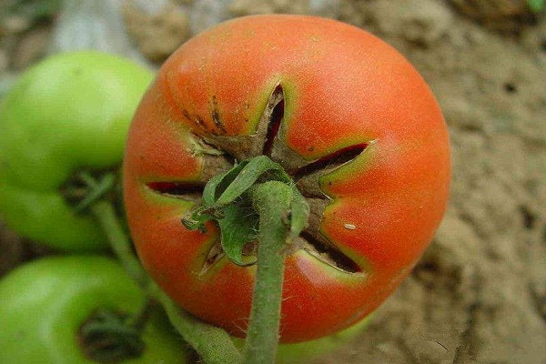 西红柿缺钙