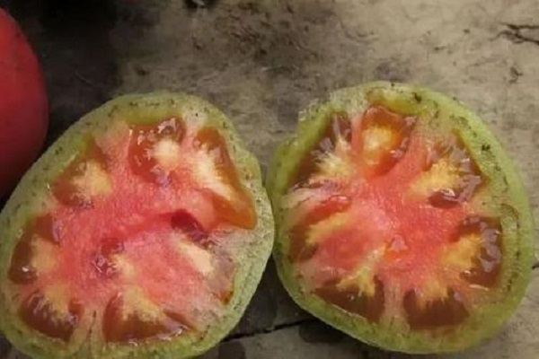 西红柿筋腐病