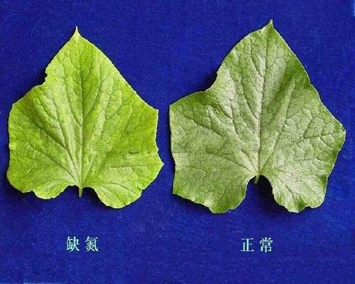 黄瓜缺氮