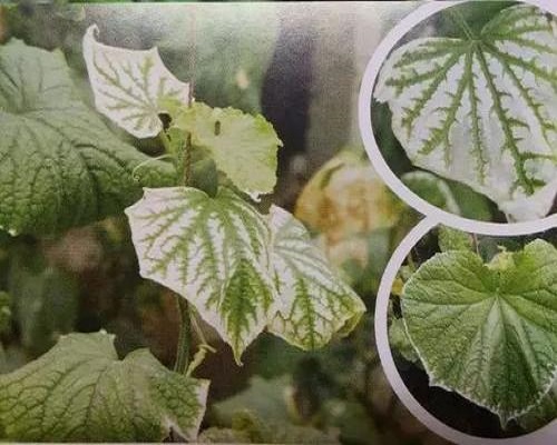 黄瓜缺硫