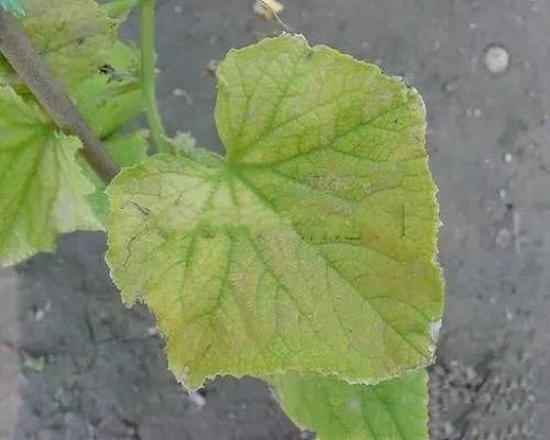 黄瓜缺锌症状