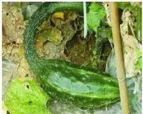 黄瓜蜂腰瓜