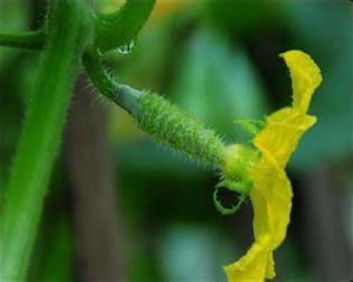 黄瓜花打顶