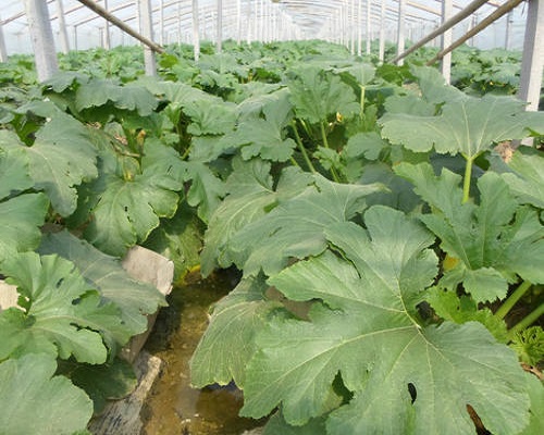 西葫芦缺铁