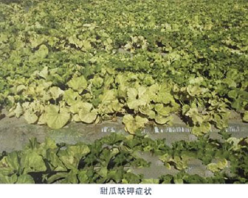 甜瓜缺钾