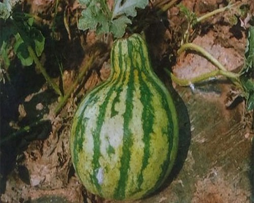 西瓜葫芦瓜