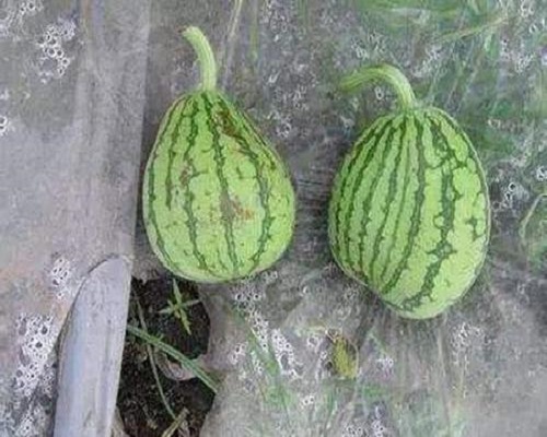 扁头瓜