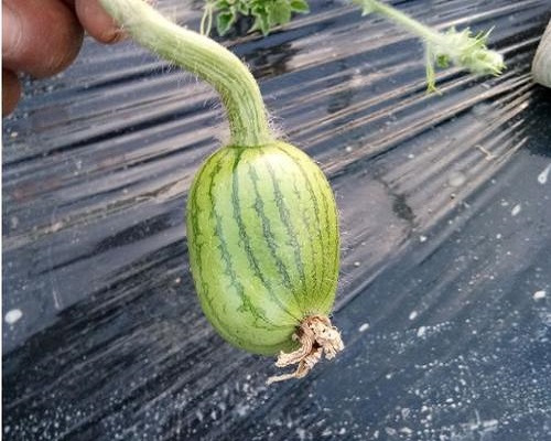 扁头瓜