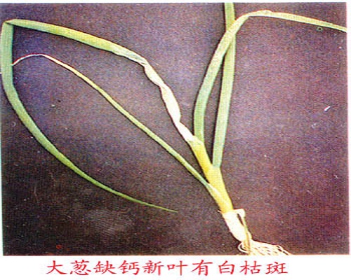 大葱缺钙