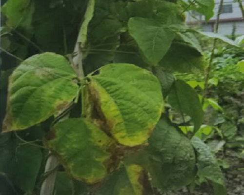 菜豆缺钾