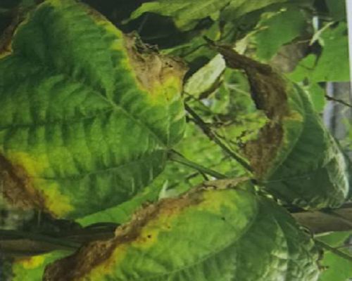菜豆缺钾