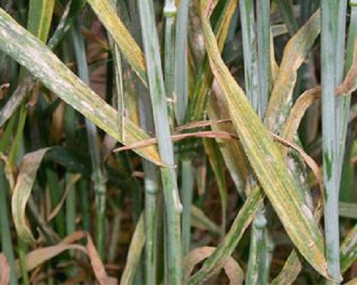 小麦叶锈症