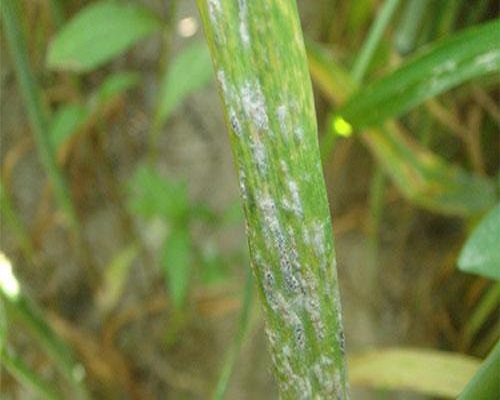 小麦白粉病