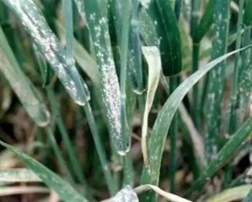 小麦纹枯病