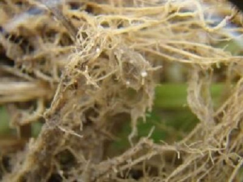 小麦孢囊线虫病