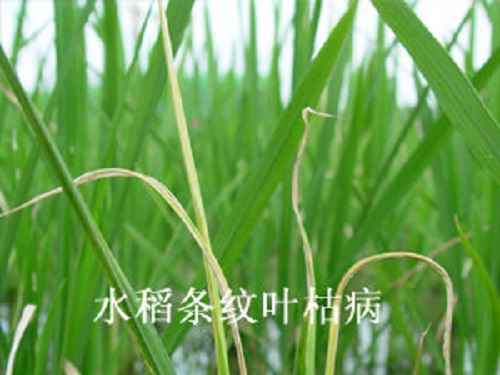 水稻条纹叶枯病