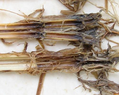 水稻细菌性基腐病