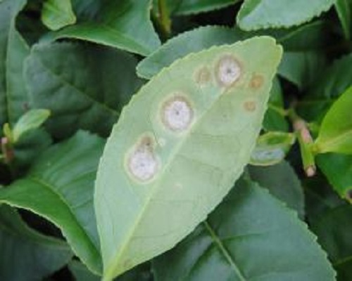 茶饼病
