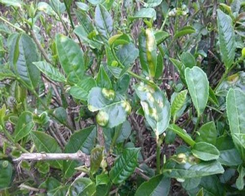 茶饼病 茶饼病