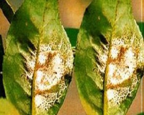茶网饼病