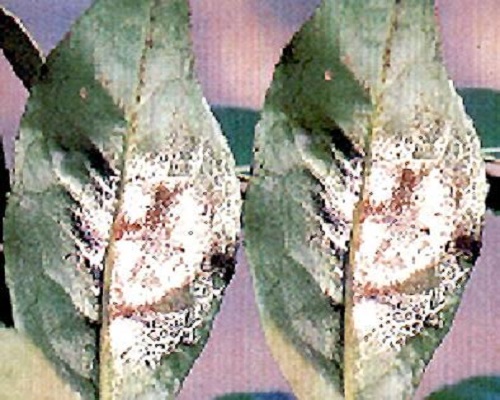 茶网饼病