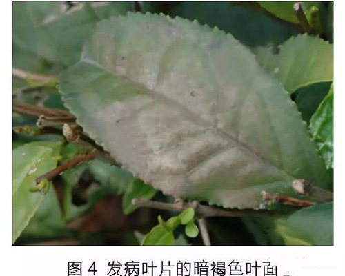 茶网饼病