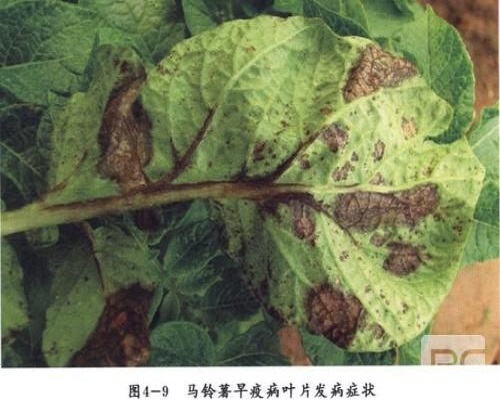 马铃薯早疫病