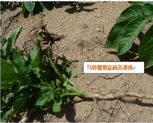 马铃薯黑痣病 马铃薯黑痣病