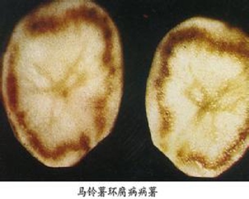马铃薯环腐病