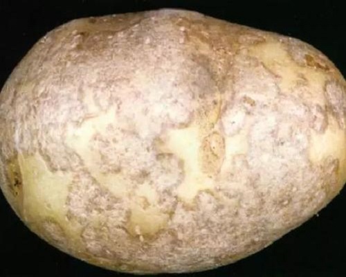 马铃薯银腐病