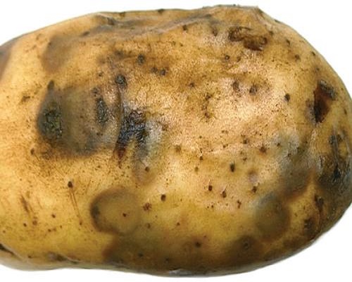 马铃薯银腐病