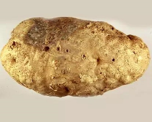 马铃薯根腐线虫病