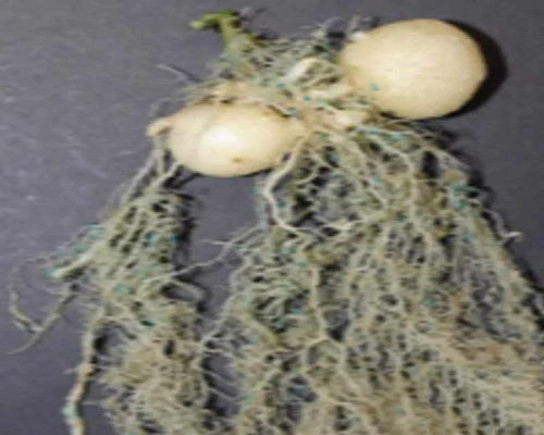 马铃薯根腐线虫病 马铃薯根腐线虫病