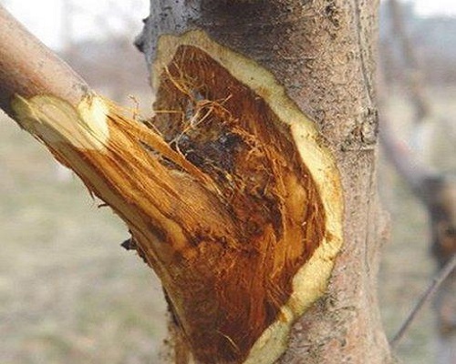 苹果树腐烂病