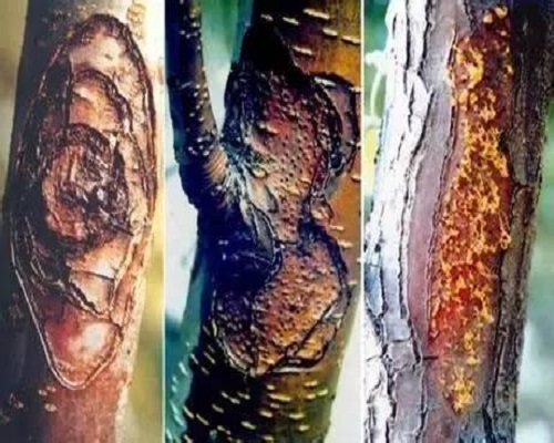 苹果树腐烂病 苹果树腐烂病