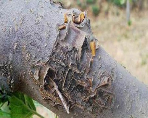苹果树干腐病