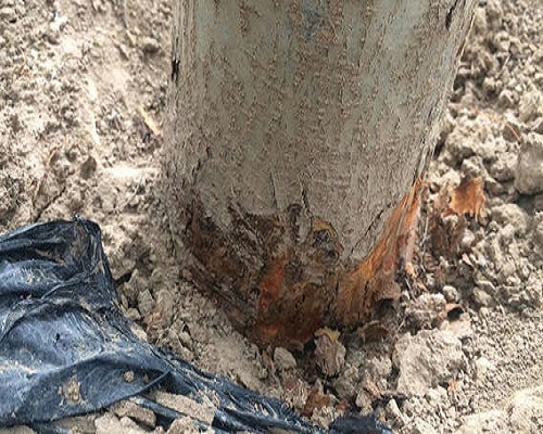 苹果树干腐病 苹果树干腐病