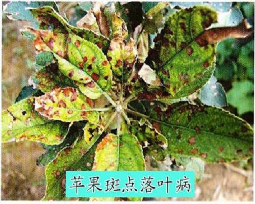 苹果斑点落叶病