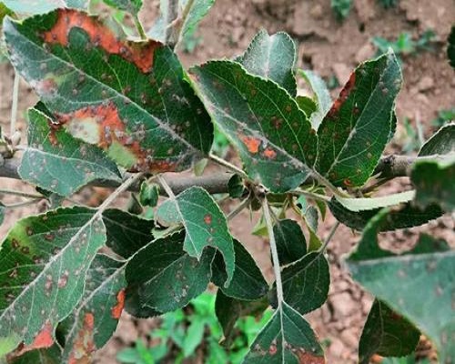 苹果斑点落叶病