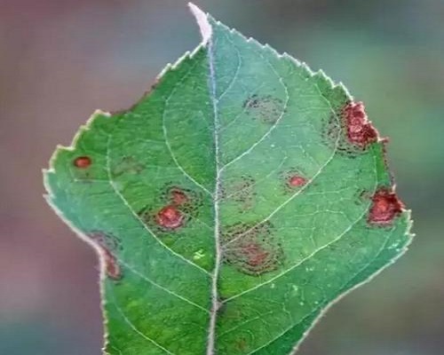 苹果褐斑病 苹果褐斑病