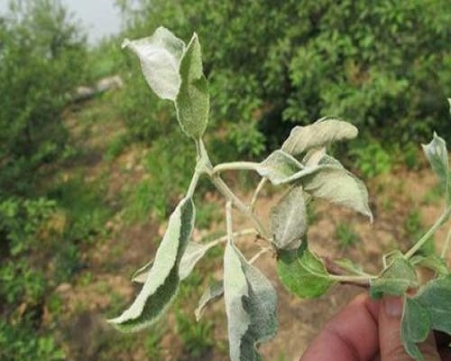 苹果白粉病