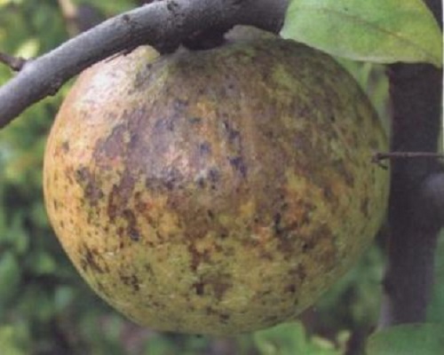 苹果煤污病