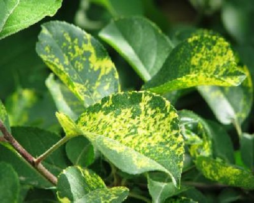 苹果花叶病 苹果花叶病