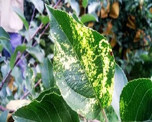 苹果花叶病