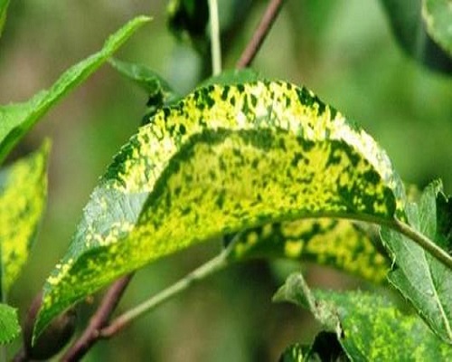 苹果花叶病 苹果花叶病