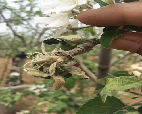 苹果花腐病