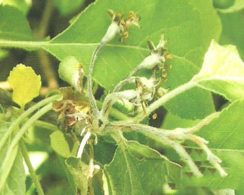 苹果花腐病 苹果花腐病