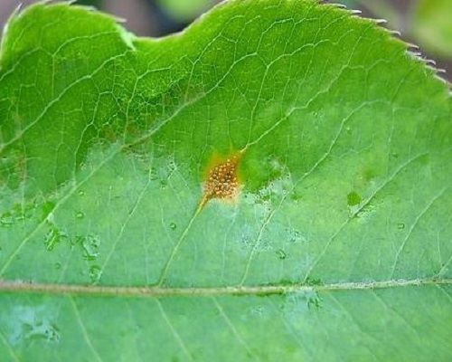 苹果绣病