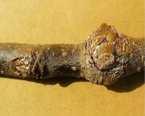 苹果枝溃疡病