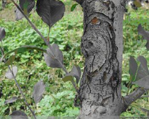 苹果枝溃疡病